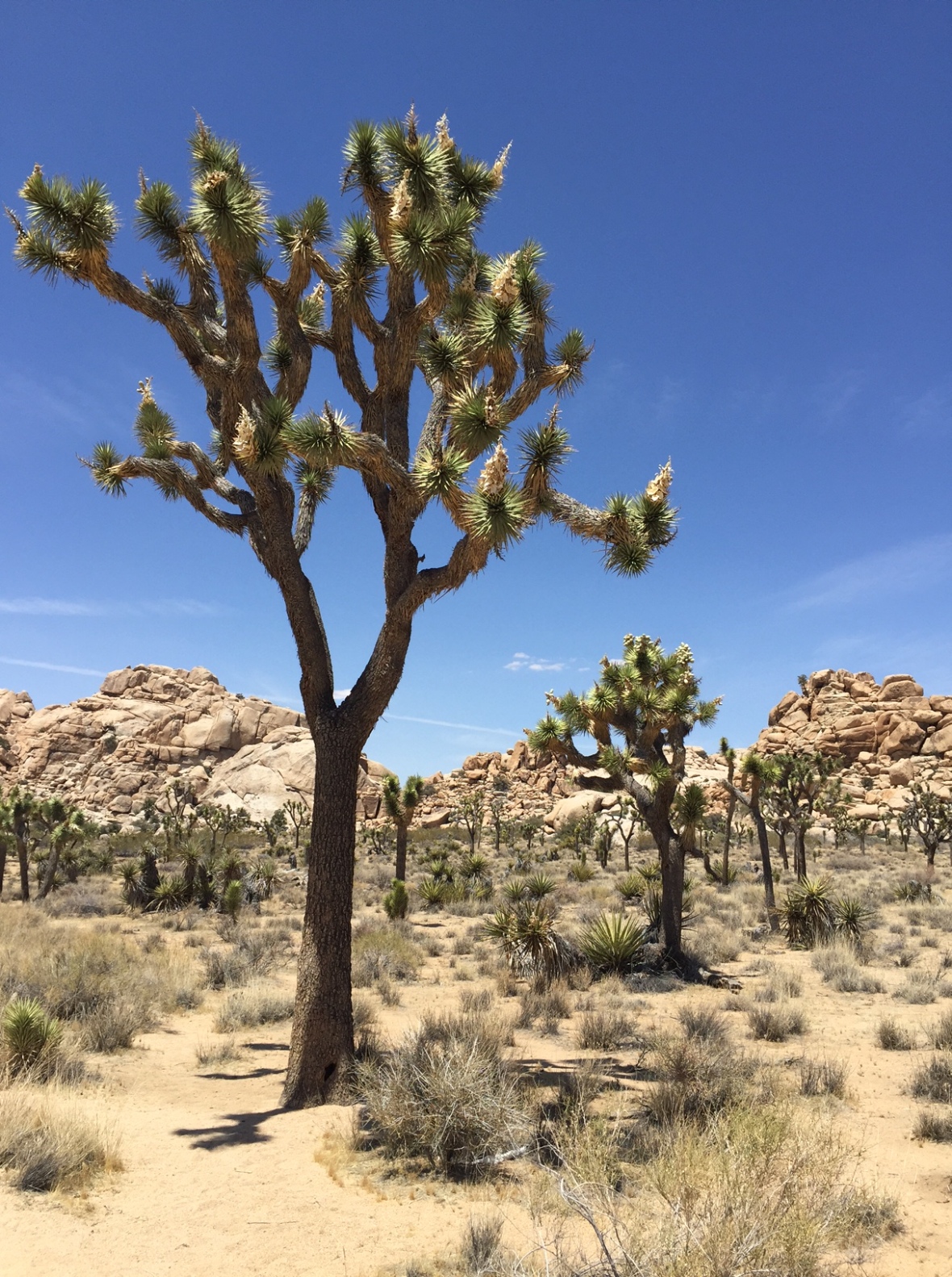 This is a Joshua Tree! 